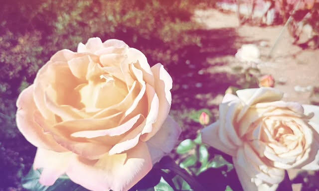 「光がそれを求めるなら」 - 文芸短編 -